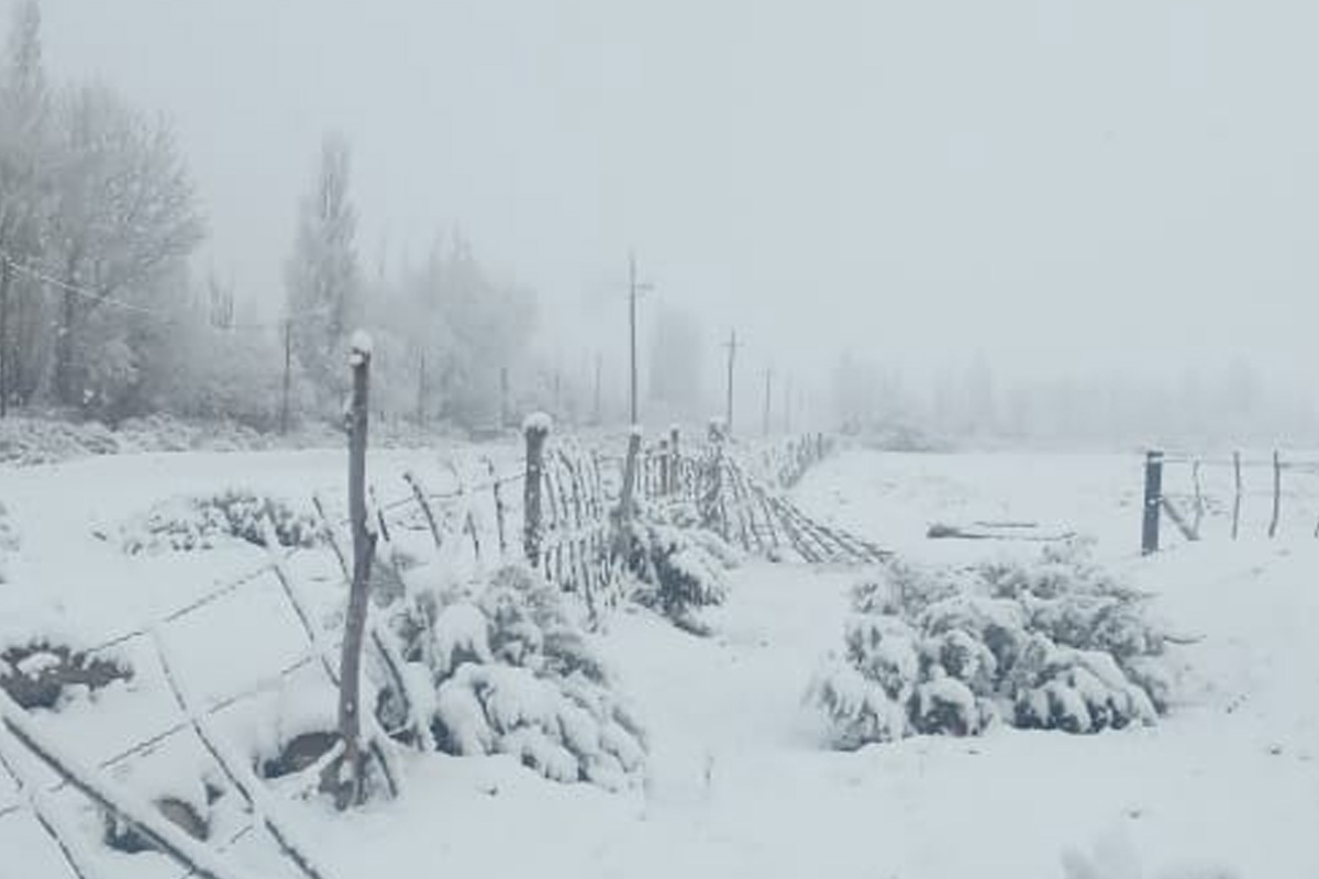 Buta Ranquil amaneció bajo la nieve